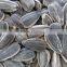 Chinese sunflower seeds with best price