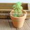 High Quality Artificial Succulent Plants Export Succulent Plants