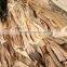 Banana tree barks _ QQ : 2598494113