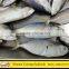 Frozen Indian Mackerel