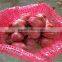 Shandong Onion