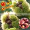 Raw Fresh Chestnut with the best quality and price--New Crop Bulk Chestnuts