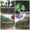 for outdoor landscaping ornamental bonsai plants