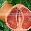 2016 Guan Xi Honey Pomelo New Triple Red