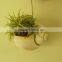 apple snail air plant pot