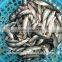 Frozen Seafood Small eyes Horse mackerel with size - 50g