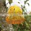Plastic Honey Bee Trap Yellow Jackets Wasp Catcher Trap Wasp Deterrent Killer Wasp Control Trap