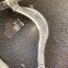 6600138306 6600138308 6608031133 Front suspension lower rear control arm for ZEEKR 001 009