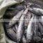 Frozen bonito fish ( Auxis thazard) for fish bait