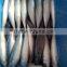 Chilled pacific mackerel whole round size 200-300g