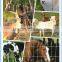 Cheap Agricutural Field Fence, Cattle Fence, animal fence from China Factory Price