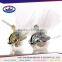 Manufacturer supply hot sale OEM Design candy boxes wholesale from direct factory