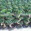 ornamental shaped ficus bonsai