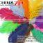 CHINAZP No.1 Supplier in China Factory Exporting Wholesale from 10-12'' Colored Ostrich Feathers for Sale