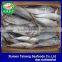 Trachurus Trachurus Horse Mackerel Frozen Fish