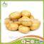 2016 Cheap Price Fresh Holland Potato