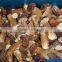 Frozen Mushroom Boletus Edulis