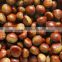 2015 new season hot sale sweet organic fresh chestnuts