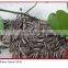 Raw Processing Type and Dried Style unsalted roasted sunflower seeds 5009