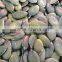 GWS pumpkin seeds kernel Grade AA