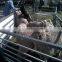 6 bar /5bar Galvanized farm feedlot panel for sale