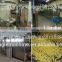 breakfast cereals barley flakes making machinery