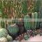 High quality export artificial cactus ball fake cactus plant