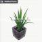 Hot sale miniascape of aloe vera mini plant for office supply
