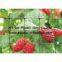 plastic BOP anti bird net&mesh fruit&garden protect net&mesh agriculture anti bird net&mesh