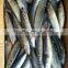HACCP and EU Pacific mackerel fish frozen mackerel prices