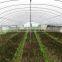 8 m Width Agricultural Tunnel Greenhouse