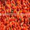 Ningxia bulk goji berries wholesaler