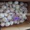 Normal White Garlic Price 10kg/carton for Colombia Market