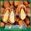 Wholesale New Crop Deep Discount High Quality Open Pine Nuts in Shell