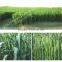 Amino Acid cheltaed Manganese Fertilizer