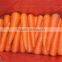 red carrot export from china