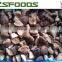 China IQF Frozen Shiitake Mushroom Slices/Cuts/Whole
