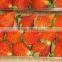 STRAWBERRY FOR SALE