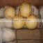 2015 fresh ya pear from China with good quality for sale