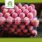 bulk fresh fruit fuji apple wholesale distributors