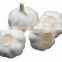 Buy Organic Garlic from Shandong Jinxiang Farm