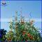 Tomato Plant Iron Spiral Support Stakes Popular in Italy Market