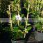 bamboo trellis with ladder for farming climbing support plant, nursery, vegetable tomato