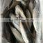 Whole Round Frozen Jack Mackerel