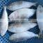 FROZEN SARDINE FISH/ SHAD FISH/ SIZE 4/6