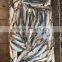competitive price wholesale round frozen Sardine for canning