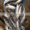 Seafish BQF fresh frozen pacific mackerel (scomber japonicus ) size 250-350g