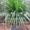 Dracaena draco indoor plants Ornamental Plants