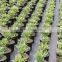 70g/m2-150g/m2 PP Woven fabrics with UV stabilizer, pp weed mat, weed control mat