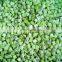Sinocharm New Season High  Quality Sweet IQF Peeled Kiwi Cubes Frozen Diced Kiwi